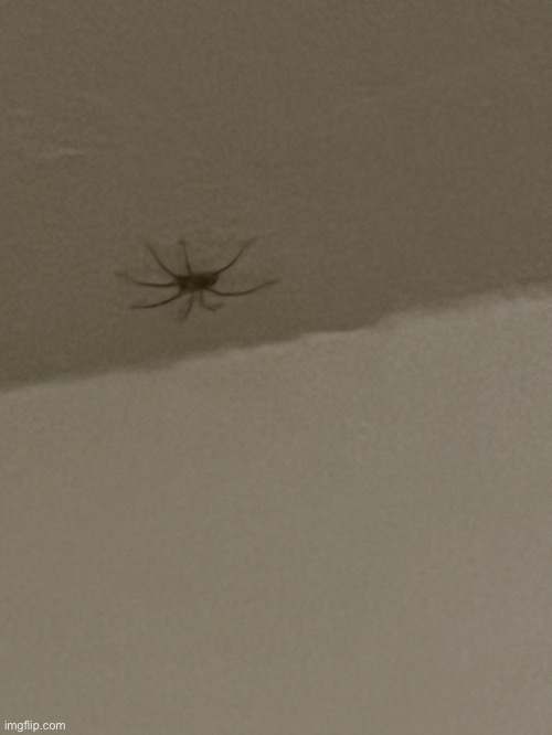 there’s a HOMOSEXUAL spooder on my ceiling | made w/ Imgflip meme maker