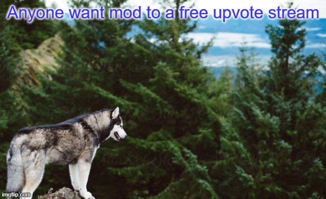 Link in comments | Anyone want mod to a free upvote stream | image tagged in husky | made w/ Imgflip meme maker