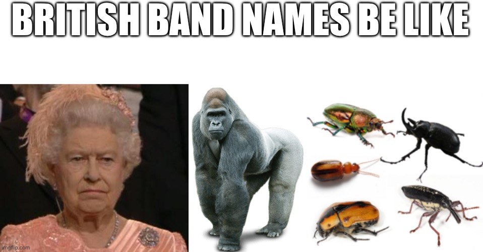 BRITISH BAND NAMES BE LIKE | image tagged in queen,gorilla | made w/ Imgflip meme maker