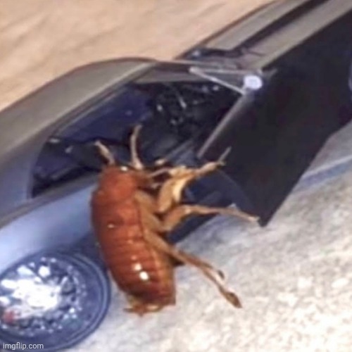 Roach | image tagged in roach | made w/ Imgflip meme maker