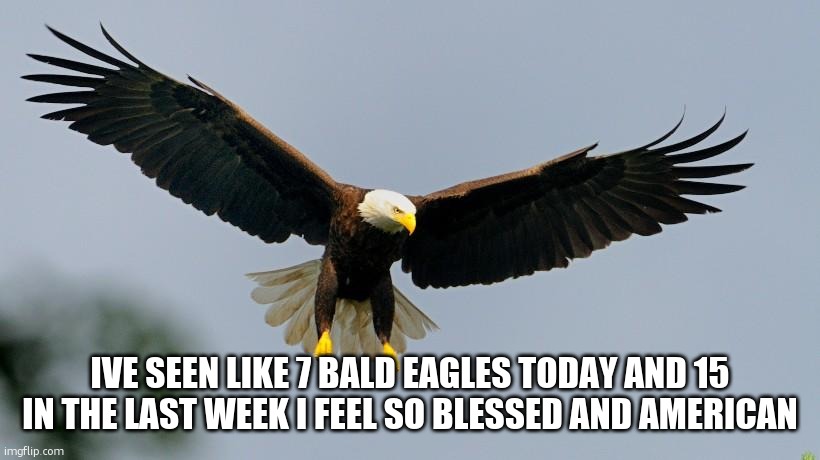 Bald Eagled | IVE SEEN LIKE 7 BALD EAGLES TODAY AND 15 IN THE LAST WEEK I FEEL SO BLESSED AND AMERICAN | image tagged in bald eagled | made w/ Imgflip meme maker