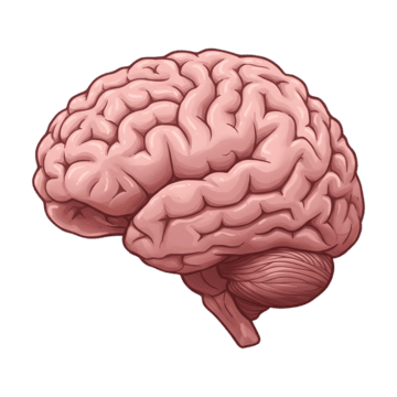 Brain Meme Template