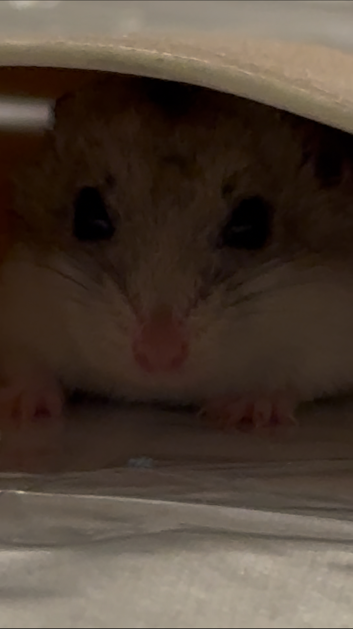 Hamster hiding Blank Meme Template