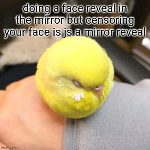 Tennis ball birb | doing a face reveal in the mirror but censoring your face is js a mirror reveal | image tagged in tennis ball birb | made w/ Imgflip meme maker