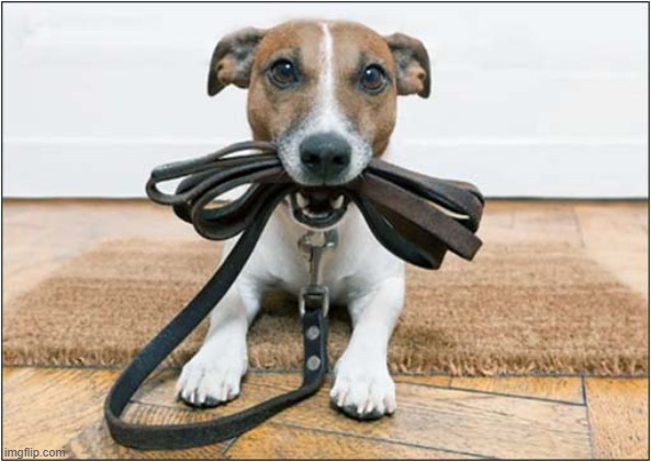 He's Giving You A Not So Subtle Hint ! | image tagged in dogs,jack russell,walkies,hint | made w/ Imgflip meme maker