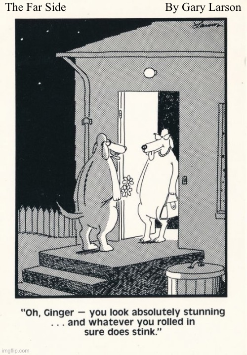Canine romance… | The Far Side; By Gary Larson | image tagged in comics,the far side,canine romance | made w/ Imgflip meme maker