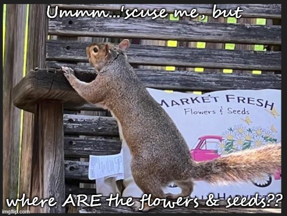 Flowers and seeds? | Ummm...'scuse me, but; where ARE the flowers & seeds?? | image tagged in cute animals | made w/ Imgflip meme maker