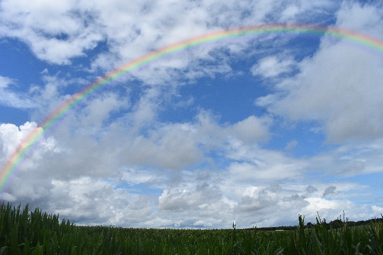 chasing rainbows | made w/ Imgflip meme maker