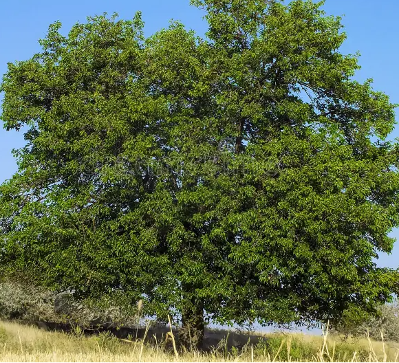 mora tree Blank Meme Template