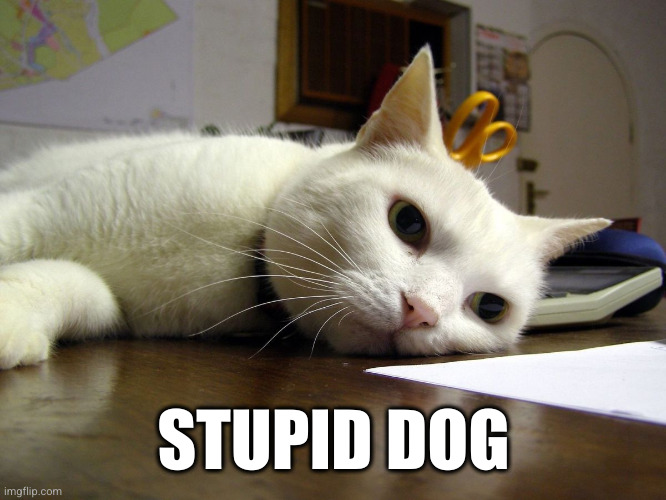 Annoyed tired bored cat  | STUPID DOG | image tagged in annoyed tired bored cat | made w/ Imgflip meme maker