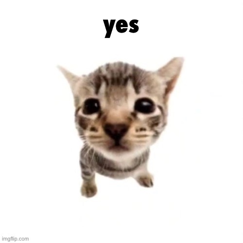 El gatito | yes | image tagged in el gatito | made w/ Imgflip meme maker