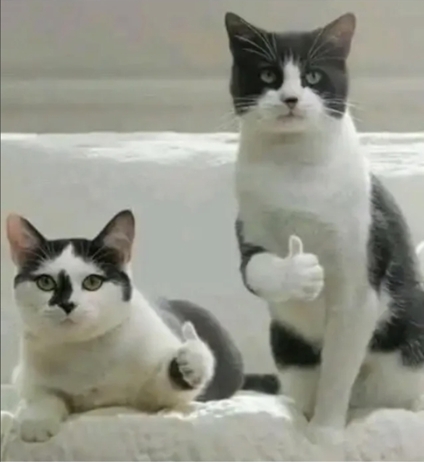 Thumbs up cat Blank Meme Template
