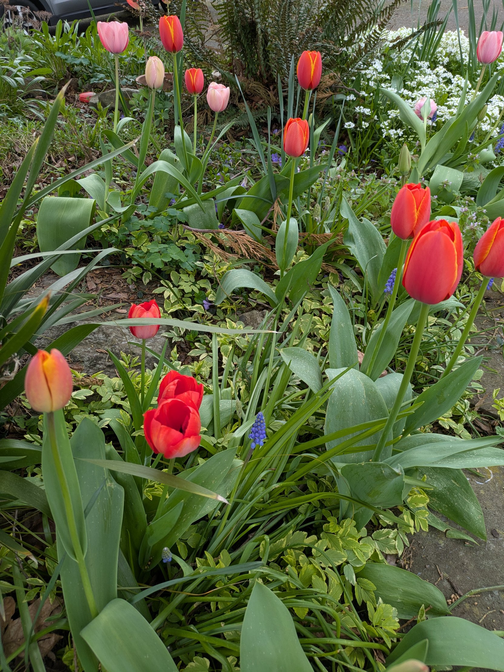 Tulips Blank Meme Template