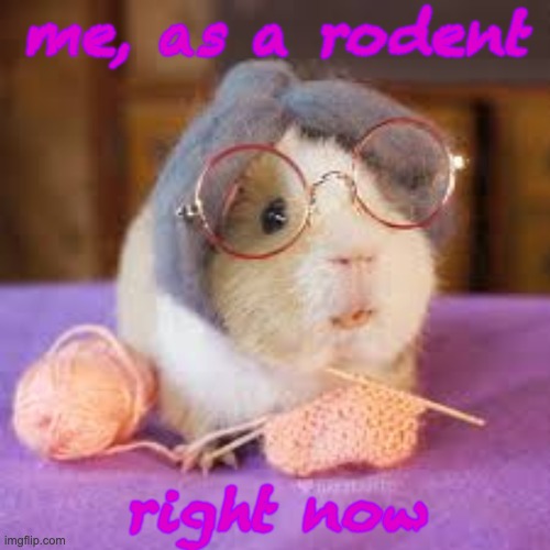 Invitation: post a portrait of someone as a rodent | me, as a rodent; right now | image tagged in knitting,hobbies,rodents | made w/ Imgflip meme maker