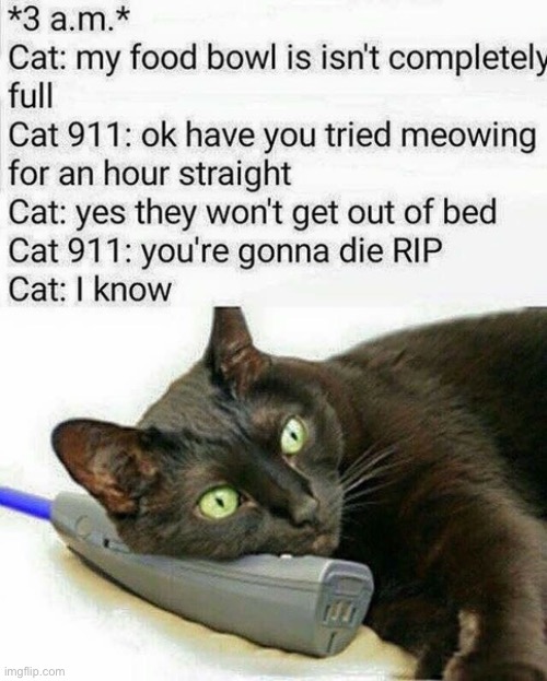 That’s a real emergency… | image tagged in cats,emergency,feed me,cat 911 | made w/ Imgflip meme maker