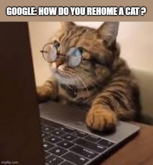 Google: How do you rehome a cat?  - funny - | GOOGLE: HOW DO YOU REHOME A CAT ? | image tagged in cats,funny,kitttens,google,home,humor | made w/ Imgflip meme maker