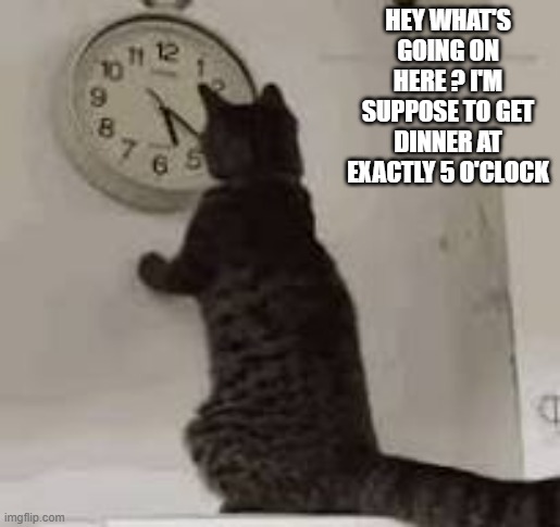 My cat want to know why dinner is late.  - funny - | HEY WHAT'S GOING ON HERE ? I'M SUPPOSE TO GET DINNER AT EXACTLY 5 O'CLOCK | image tagged in cats,funny,kittens,humor,dinner,clock | made w/ Imgflip meme maker