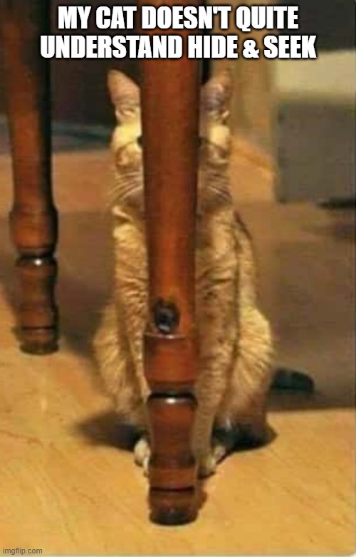 My cat doesn't quite understand the game of hide and seek. | MY CAT DOESN'T QUITE UNDERSTAND HIDE & SEEK | image tagged in cats,funny,games,hide and seek,kittens,humor | made w/ Imgflip meme maker