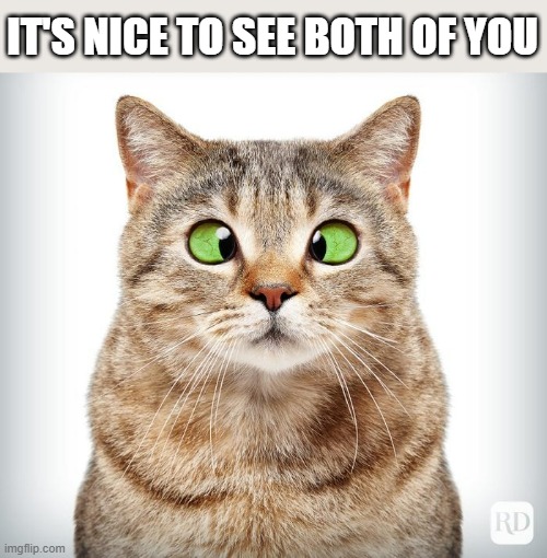 Cross eyed cat sees two instead of one.  - funny - | IT'S NICE TO SEE BOTH OF YOU | image tagged in cats,funny,kittens,cross eyes,humor | made w/ Imgflip meme maker