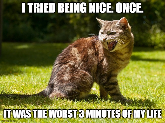 This cat tried being nice.....Once.     - funny - | I TRIED BEING NICE. ONCE. IT WAS THE WORST 3 MINUTES OF MY LIFE | image tagged in cats,funny,kitten,nice,humor | made w/ Imgflip meme maker