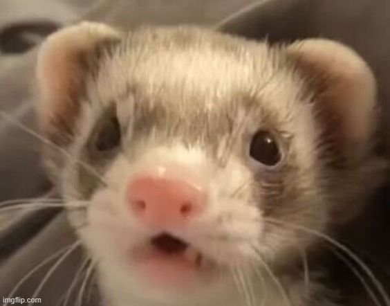 surprisewalterface | image tagged in ferret,a surprise to be sure,walter white,walter | made w/ Imgflip meme maker