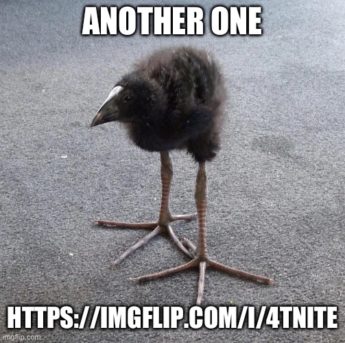 it says "fortnite" | ANOTHER ONE; HTTPS://IMGFLIP.COM/I/4TNITE | image tagged in damn bird | made w/ Imgflip meme maker