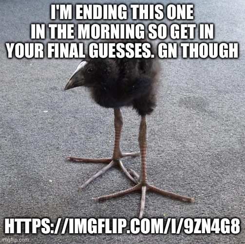 DAMN!!! bird | I'M ENDING THIS ONE IN THE MORNING SO GET IN YOUR FINAL GUESSES. GN THOUGH; HTTPS://IMGFLIP.COM/I/9ZN4G8 | image tagged in damn bird | made w/ Imgflip meme maker