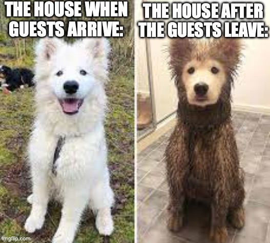 Before and After | THE HOUSE WHEN GUESTS ARRIVE:; THE HOUSE AFTER THE GUESTS LEAVE: | image tagged in before and after clean vs dirty dog,memes,dirty,clean,dogs | made w/ Imgflip meme maker