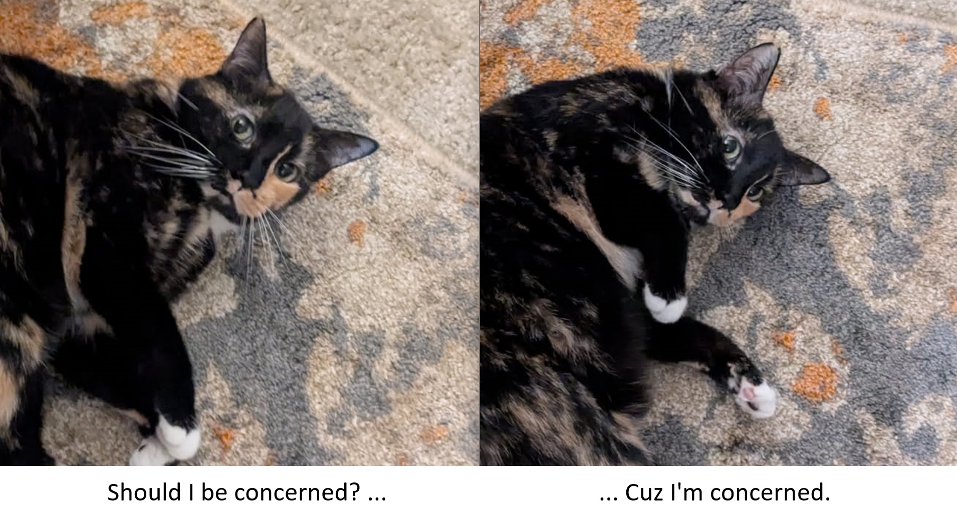 Look Of Concern Blank Meme Template