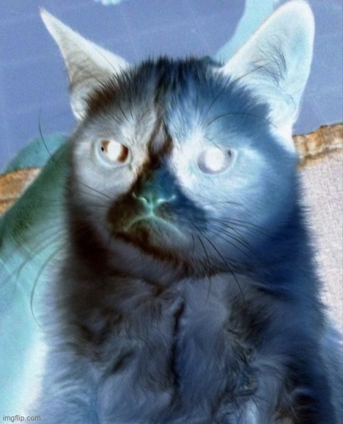 Overexposed | image tagged in grumpy cat,cats,pop art,brian einersen | made w/ Imgflip meme maker