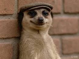 Meerkat Hat Blank Meme Template