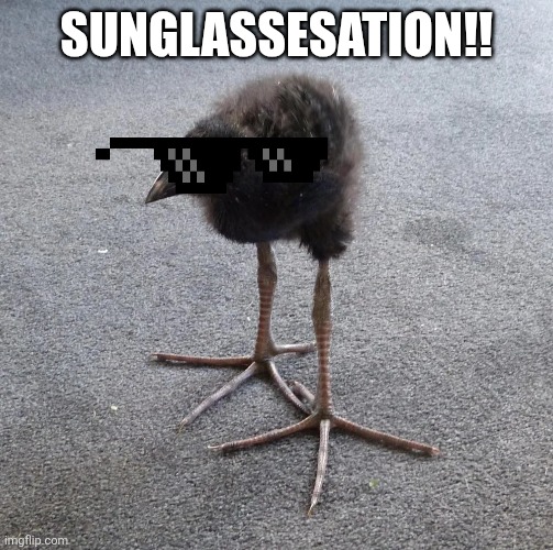 Sunglassesation | SUNGLASSESATION!! | image tagged in damn bird | made w/ Imgflip meme maker