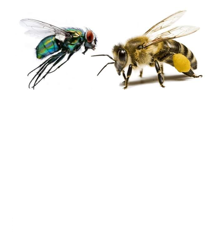 fly eat shit and bee aint Blank Meme Template