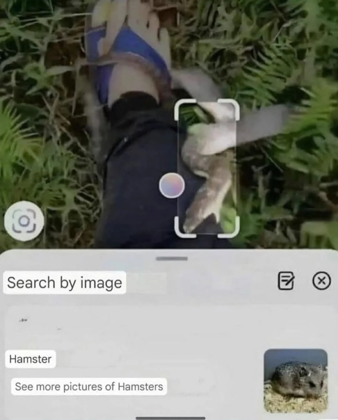 hamster Blank Meme Template