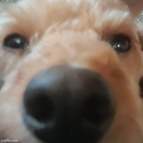 (This is my dog btw) | made w/ Imgflip meme maker