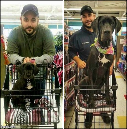 Just A Nice Picture ! | image tagged in dogs,puppy,great dane | made w/ Imgflip meme maker