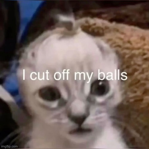 image tagged in i cut off my ball,cat,cats | made w/ Imgflip meme maker
