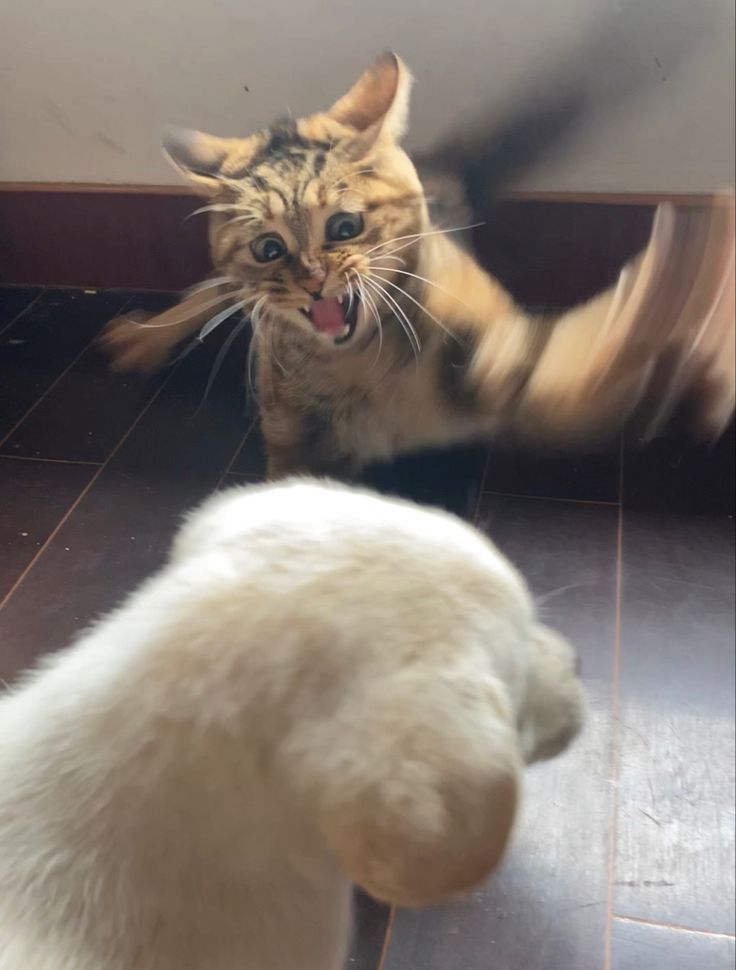 cat attacks dog Blank Meme Template