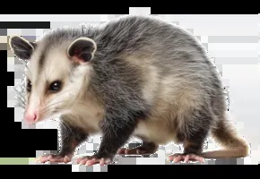 Possum Blank Meme Template