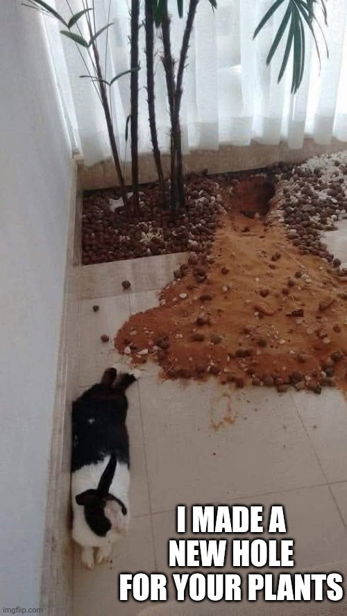 THANKS BUNNY | I MADE A NEW HOLE FOR YOUR PLANTS | image tagged in bunny,rabbit,bunnies | made w/ Imgflip meme maker