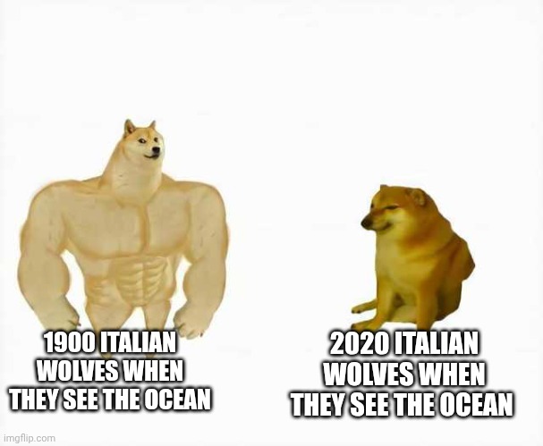 Strong dog vs weak dog | 1900 ITALIAN WOLVES WHEN THEY SEE THE OCEAN; 2020 ITALIAN WOLVES WHEN THEY SEE THE OCEAN | image tagged in strong dog vs weak dog | made w/ Imgflip meme maker