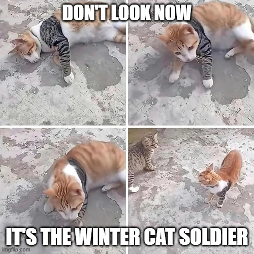 You Got a Different Arm? | DON'T LOOK NOW; IT'S THE WINTER CAT SOLDIER | image tagged in winter soldier | made w/ Imgflip meme maker