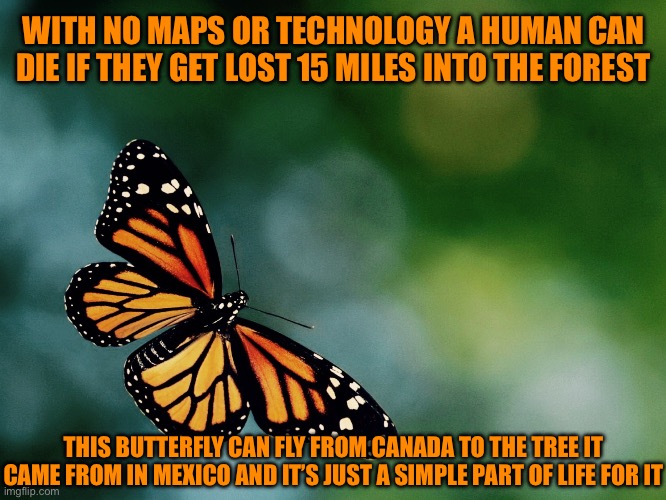 In Real Life | WITH NO MAPS OR TECHNOLOGY A HUMAN CAN DIE IF THEY GET LOST 15 MILES INTO THE FOREST; THIS BUTTERFLY CAN FLY FROM CANADA TO THE TREE IT CAME FROM IN MEXICO AND IT’S JUST A SIMPLE PART OF LIFE FOR IT | image tagged in butterfly | made w/ Imgflip meme maker