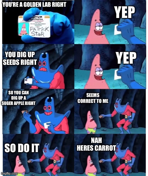 Gag fr | YEP; YOU’RE A GOLDEN LAB RIGHT; YOU DIG UP SEEDS RIGHT; YEP; SO YOU CAN DIG UP A SUGER APPLE RIGHT; SEEMS CORRECT TO ME; NAH HERES CARROT; SO DO IT | image tagged in patrick not my wallet | made w/ Imgflip meme maker