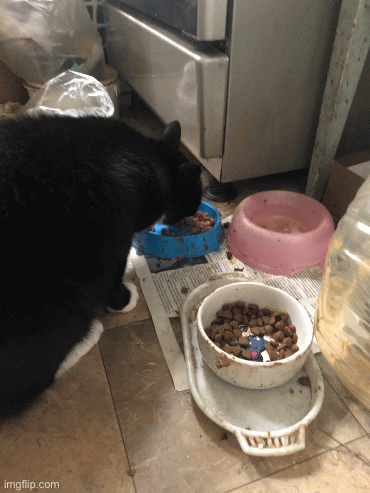 cats and cats cats cats cats cats | image tagged in gifs,cats | made w/ Imgflip images-to-gif maker