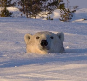 Polar Bear Head Blank Meme Template