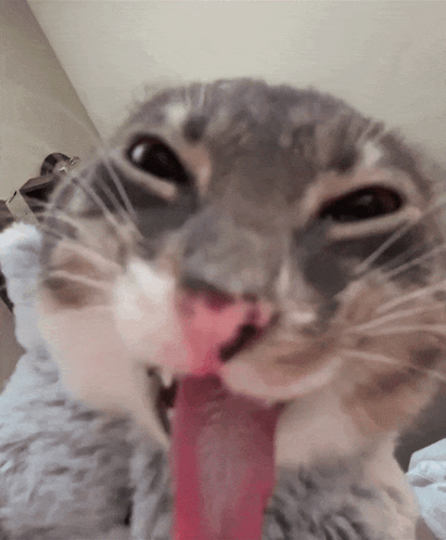 Rigby cat Blank Meme Template