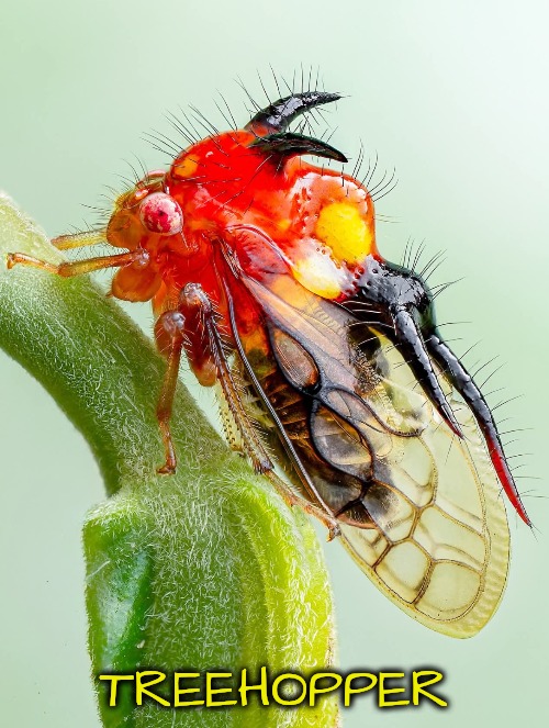 Ugly is in the Details | TREEHOPPER | image tagged in eegad that's ugly,what is that,bugs | made w/ Imgflip meme maker