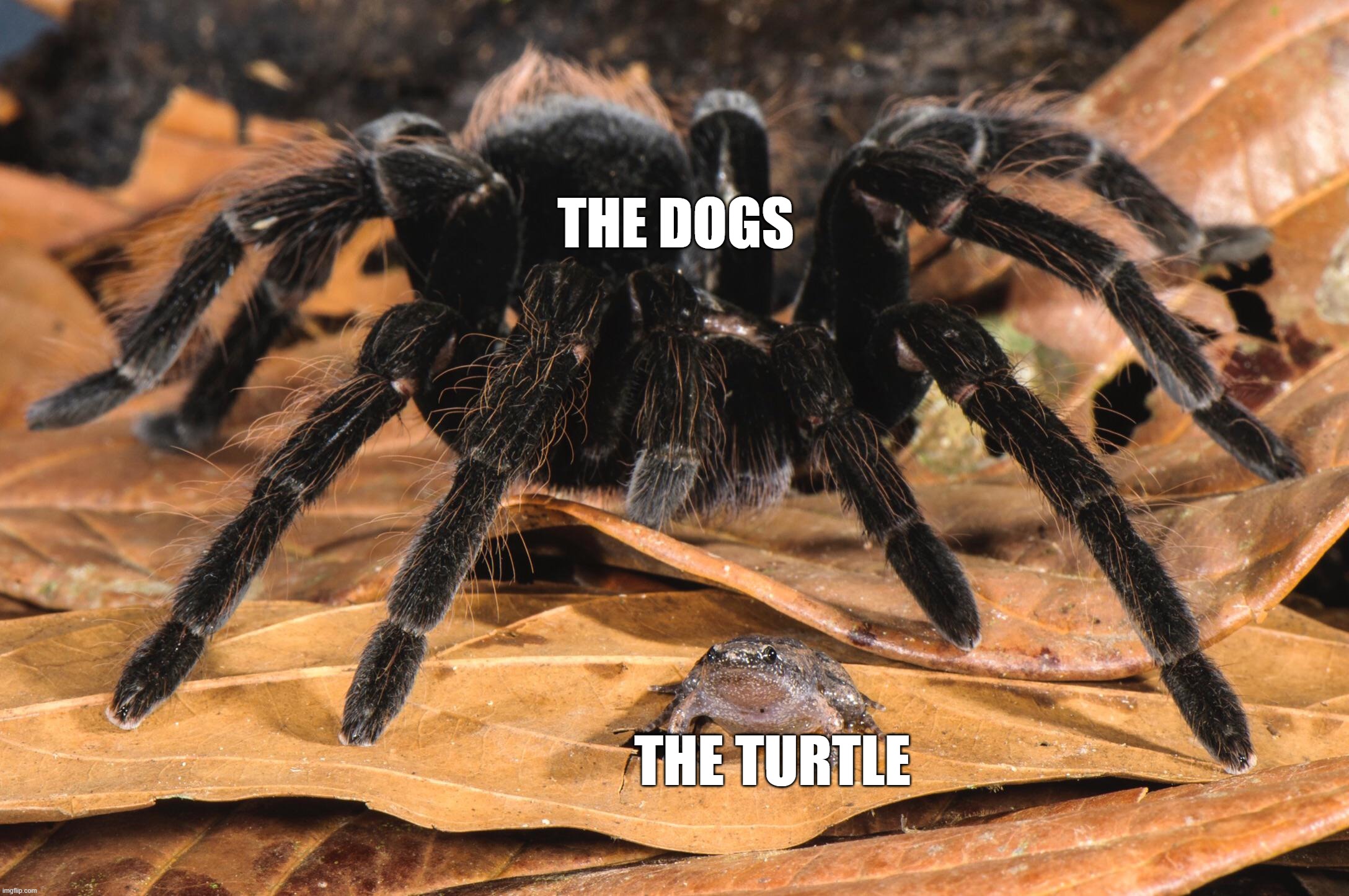THE DOGS THE TURTLE | image tagged in tarantula and frog being friends | made w/ Imgflip meme maker