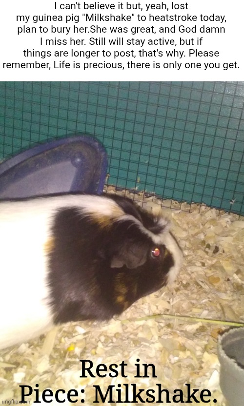 . | I can't believe it but, yeah, lost my guinea pig "Milkshake" to heatstroke today, plan to bury her.She was great, and God damn I miss her. Still will stay active, but if things are longer to post, that's why. Please remember, Life is precious, there is only one you get. Rest in Piece: Milkshake. | made w/ Imgflip meme maker